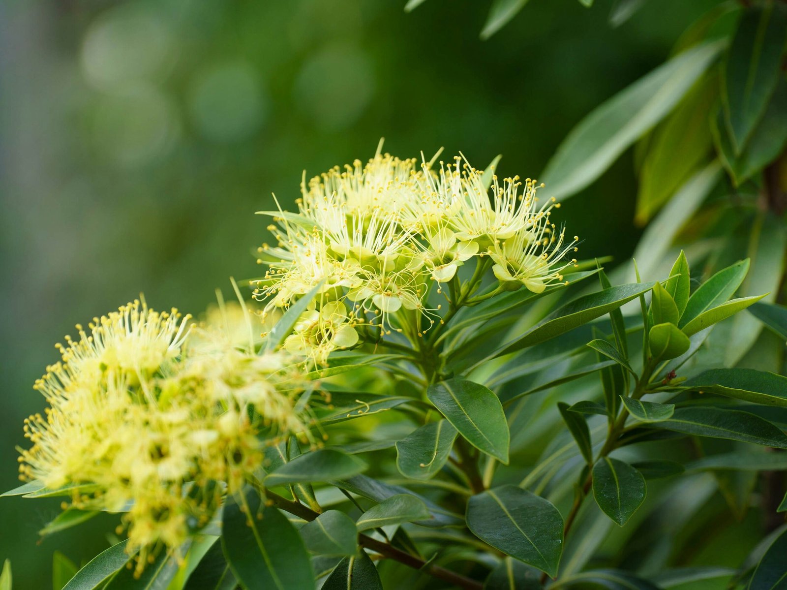 a close up of a tree with yellow flowers